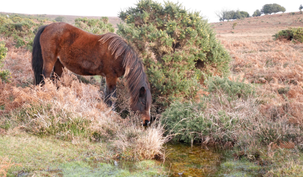 Selling an Equestrian Property with a Natural Water Supply?