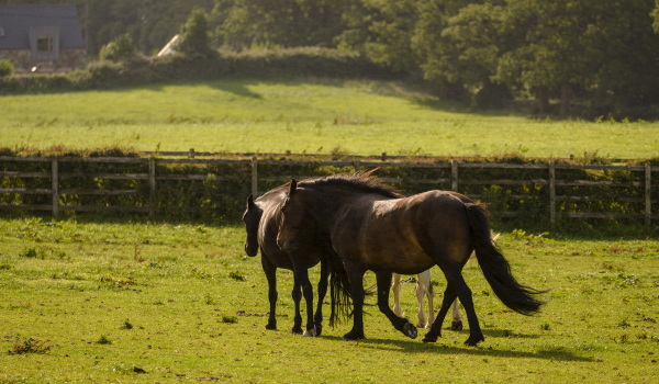 Buying an Equestrian Property in Ireland